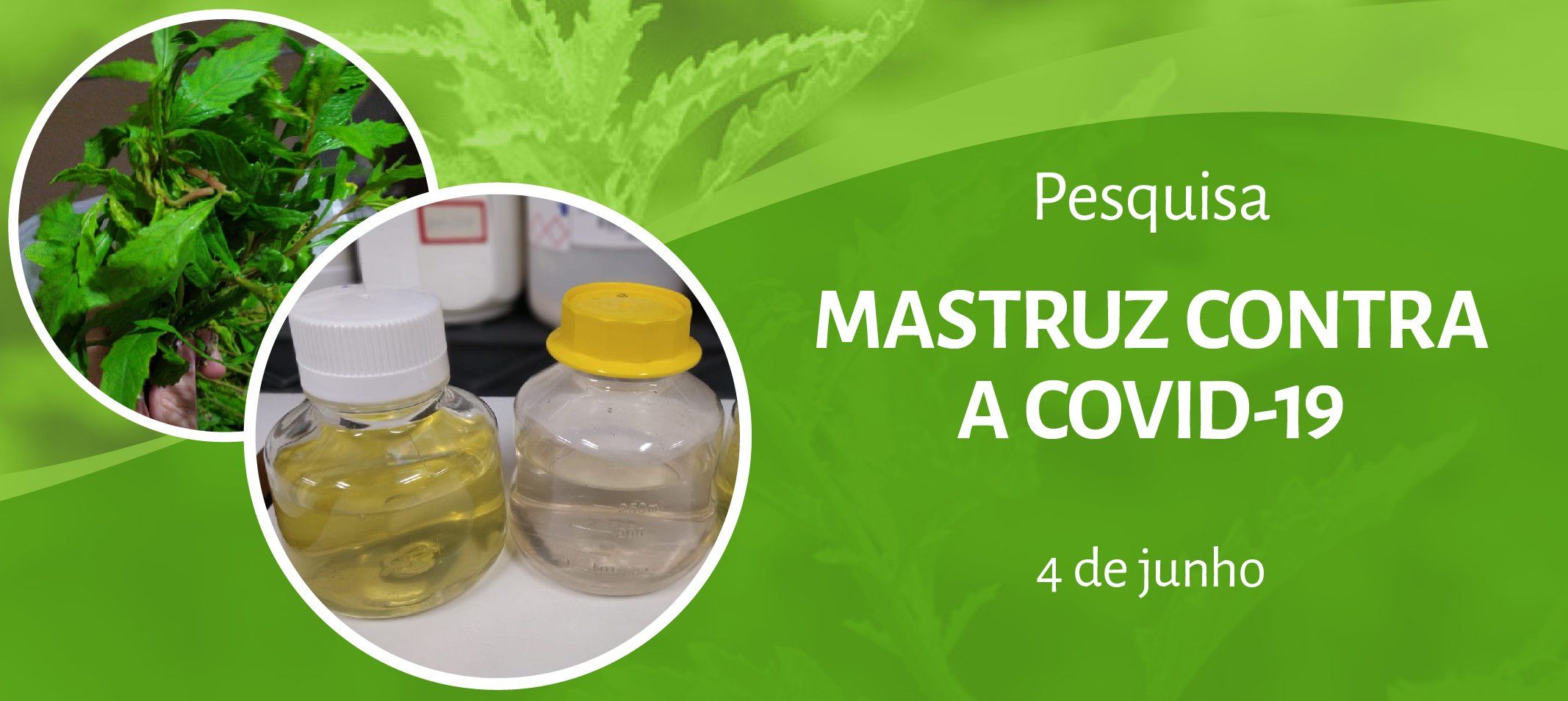 Pesquisa investiga o potencial do mastruz como fitomedicamento para uso contra a Covid-19