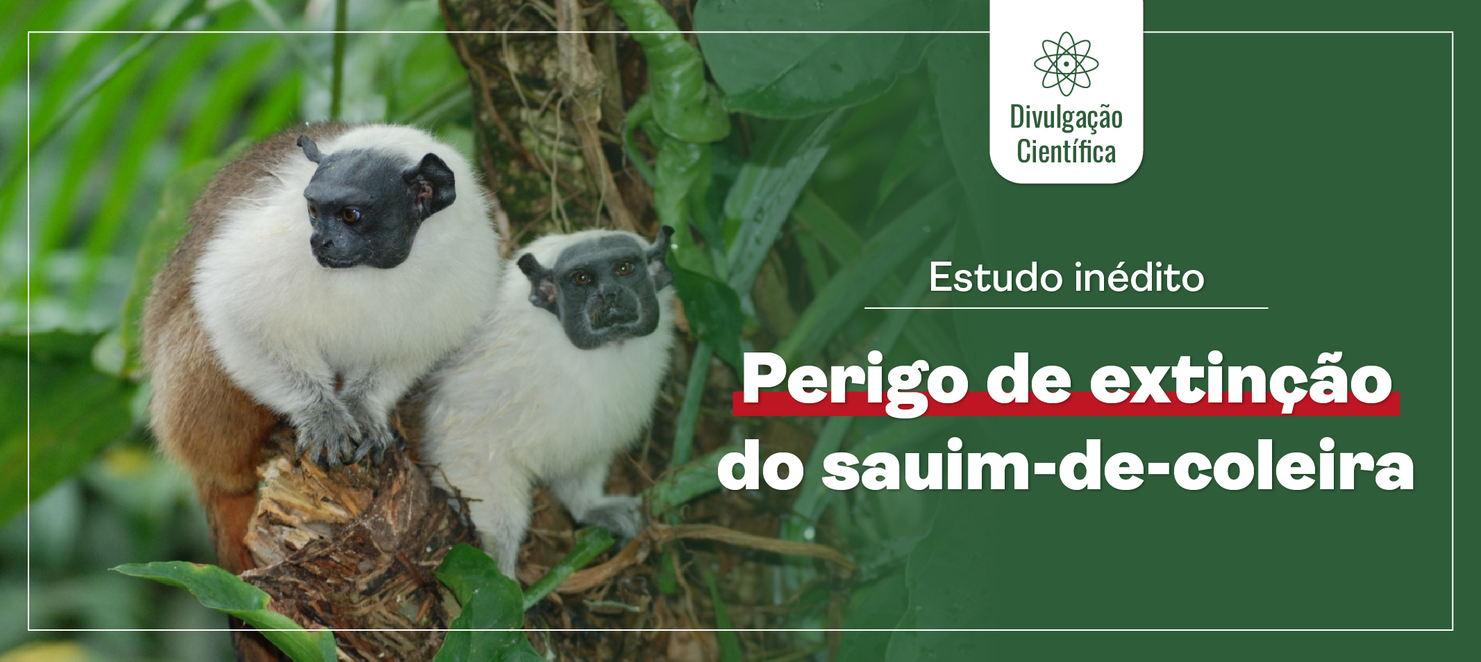 Estudo inédito alerta sobre perigo de extinção do sauim-de-coleira