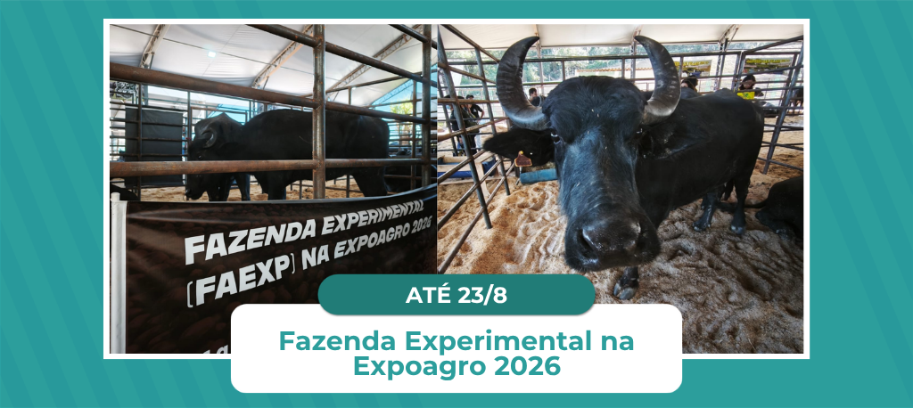 Fazenda Experimental integra programação da Expoagro 2026 com exposição de búfalas e apresentação de projetos